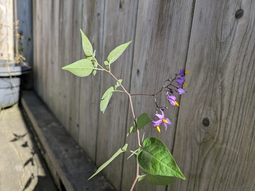 bittersweet nightshade