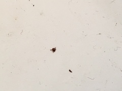 Amblyomma americanum