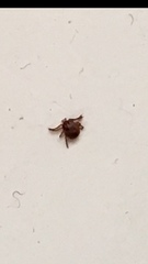 Amblyomma americanum