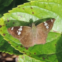 Celaenorrhinus similis