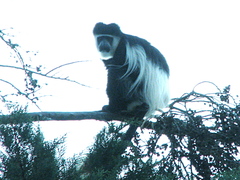 Colobus guereza matschiei
