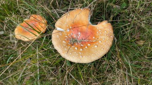 Fly Agaric