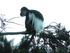 Colobus guereza matschiei