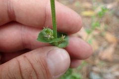 Triodanis