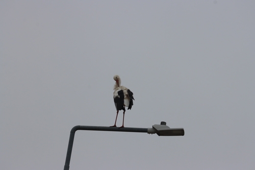 White Stork