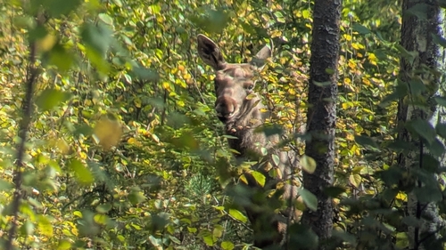 Moose
