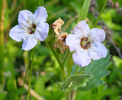 Phacelia bolanderi