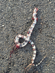 Lampropeltis annulata