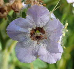 Phacelia bolanderi