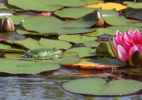 Marsh Frog