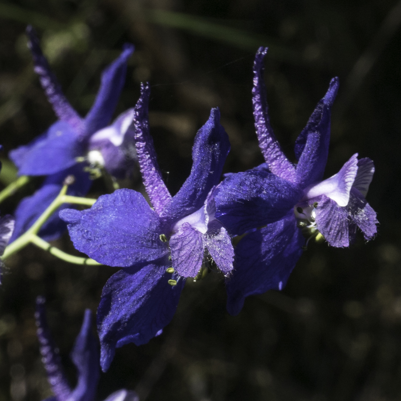 Delphinium patens ssp. patens