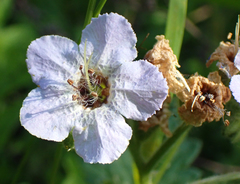 Phacelia bolanderi