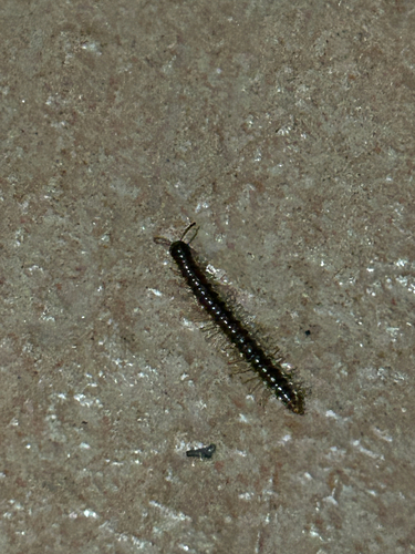Greenhouse Millipede