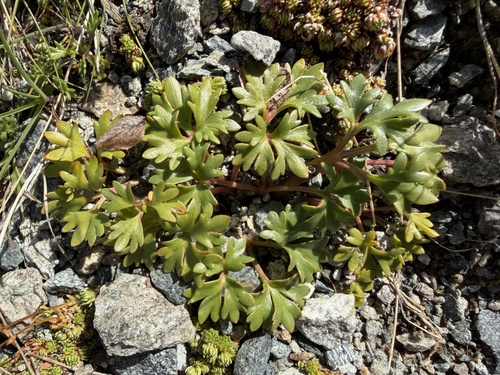 Ranunculus glacialis, photograph 6