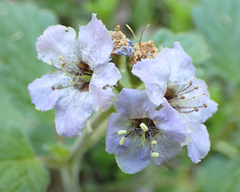 Phacelia bolanderi