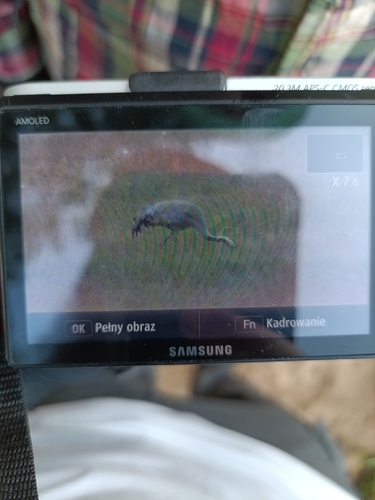 Common Crane