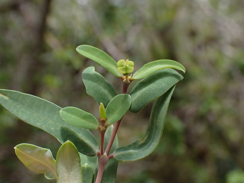 Euphorbia articulata, 2026-08-25