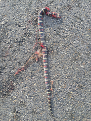 Lampropeltis annulata