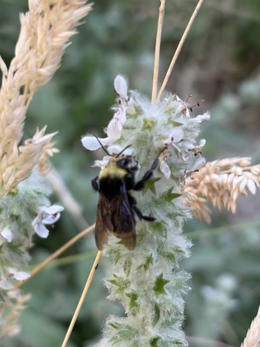 iNaturalist observation photo of Bumble Bees