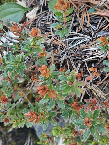 Rhodothamnus chamaecistus, photograph 1