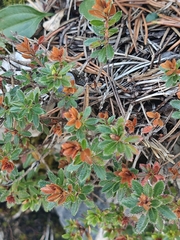 (c) Em Calam, some rights reserved (CC BY) Rhodothamnus chamaecistus, photograph (c) Em Calam, some rights reserved (CC BY)