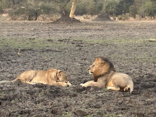 Southern Lion