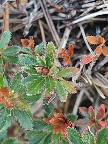 Rhodothamnus chamaecistus, photograph 2