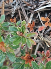 (c) Em Calam, some rights reserved (CC BY) Rhodothamnus chamaecistus, photograph (c) Em Calam, some rights reserved (CC BY)