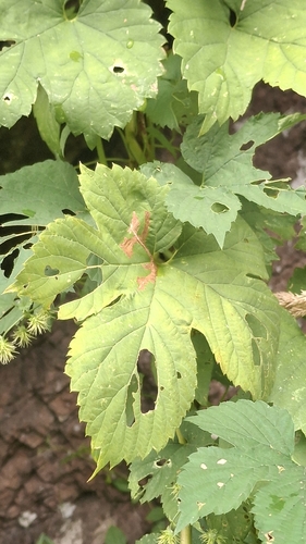 common hops