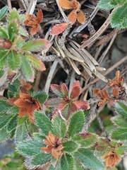 (c) Em Calam, some rights reserved (CC BY) Rhodothamnus chamaecistus, photograph (c) Em Calam, some rights reserved (CC BY)