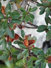 (c) Em Calam, some rights reserved (CC BY) Rhodothamnus chamaecistus, photograph (c) Em Calam, some rights reserved (CC BY)