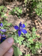 Delphinium bicolor