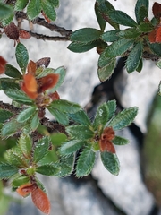 (c) Em Calam, some rights reserved (CC BY) Rhodothamnus chamaecistus, photograph (c) Em Calam, some rights reserved (CC BY)