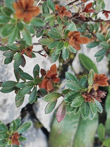 Rhodothamnus chamaecistus, photograph 6