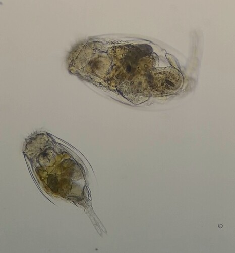 Euchlanis dilatata