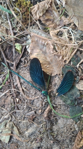 Beautiful Demoiselle