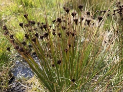 Juncus jacquinii