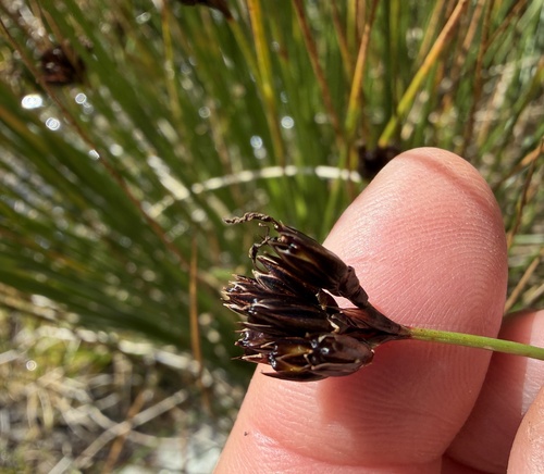 Juncus jacquinii, photograph 1