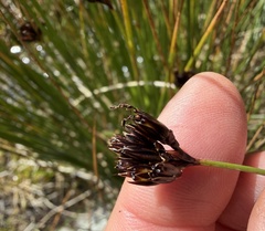 Juncus jacquinii, photograph (c) Katrin Simon, some rights reserved (CC BY)