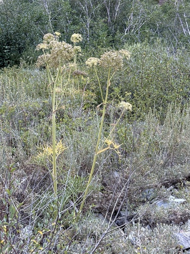 Angelica lineariloba, photograph 5