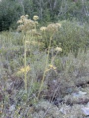 Angelica lineariloba, photograph (c) Brooke Smith, some rights reserved (CC BY)