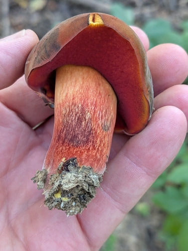 Neoboletus sp. 'varietatibus'