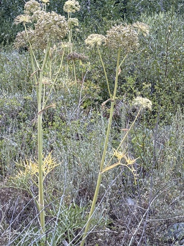 Angelica lineariloba, photograph 6