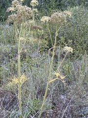 Angelica lineariloba, photograph (c) Brooke Smith, some rights reserved (CC BY)