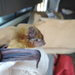 Greenish House Bat - Photo (c) Paul_Webala, some rights reserved (CC BY-NC), uploaded by Paul_Webala