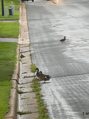Mallard