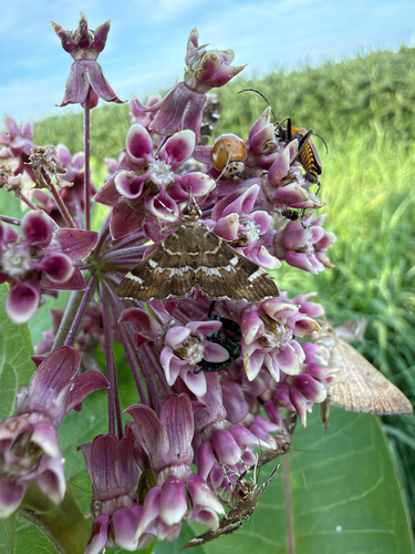 Spotted Beet Webworm Moth