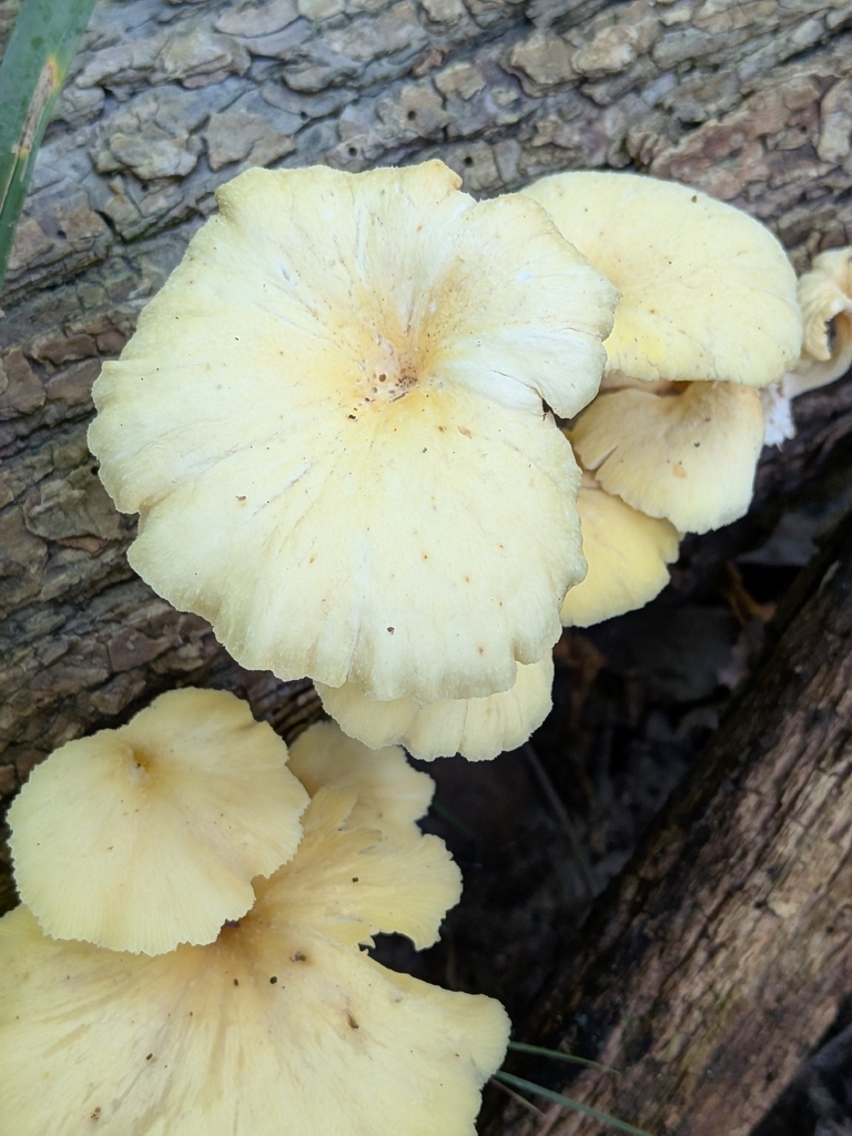 Golden Oyster Mushroom · August 2026 · photo: Photo: no rights reserved · iNaturalist