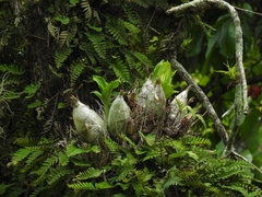 Catasetum integerrimum