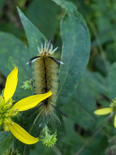 Banded Tussock Moth